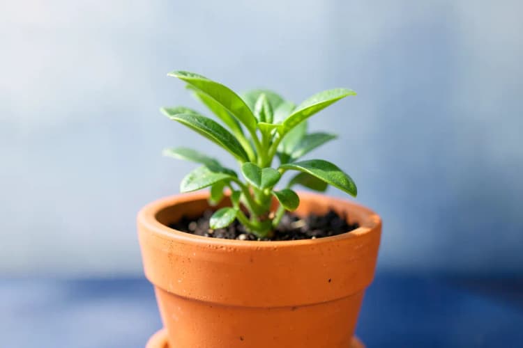 Uma planta crescendo em um vaso, simbolizando preparação e crescimento futuro.